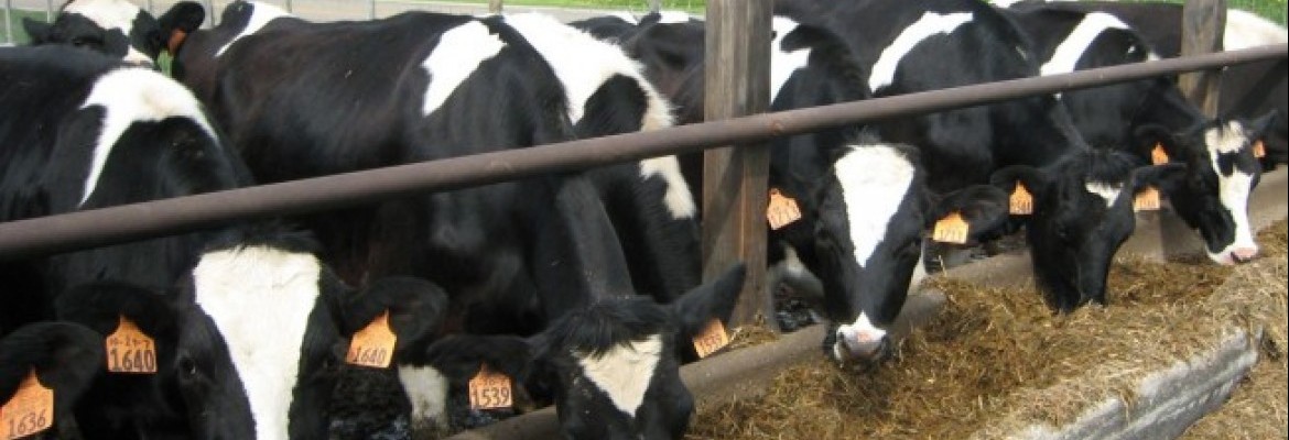 Šalies pienininkystės sektorius tampa efektyvesnis