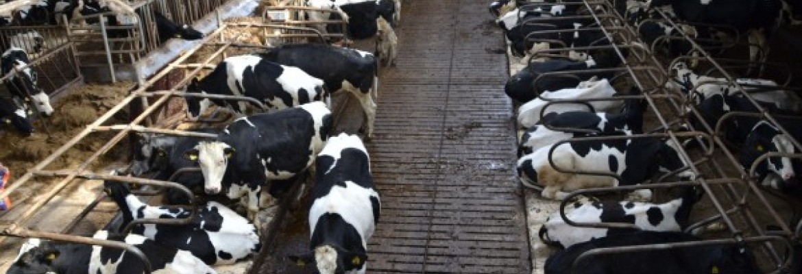 Pieno supirkimo kainos stambiems ūkiams pasiekė europinį vidurkį