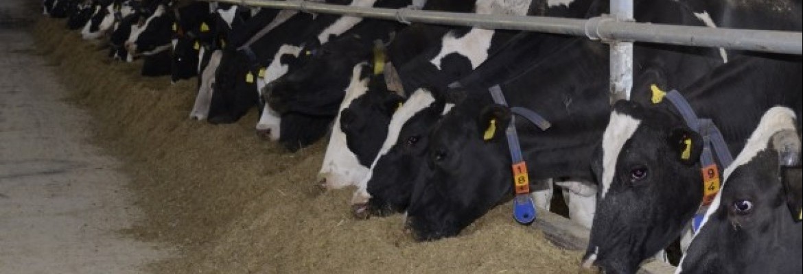 Lietuviško pieno užsienyje parduodama mažiau, o namų rinkoje - daugiau 