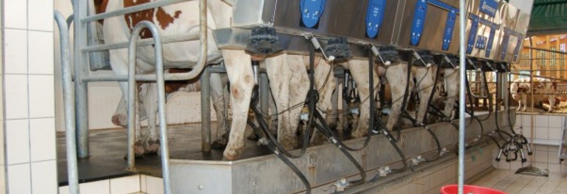 Pieno supirkimo kainos išlieka aukštos