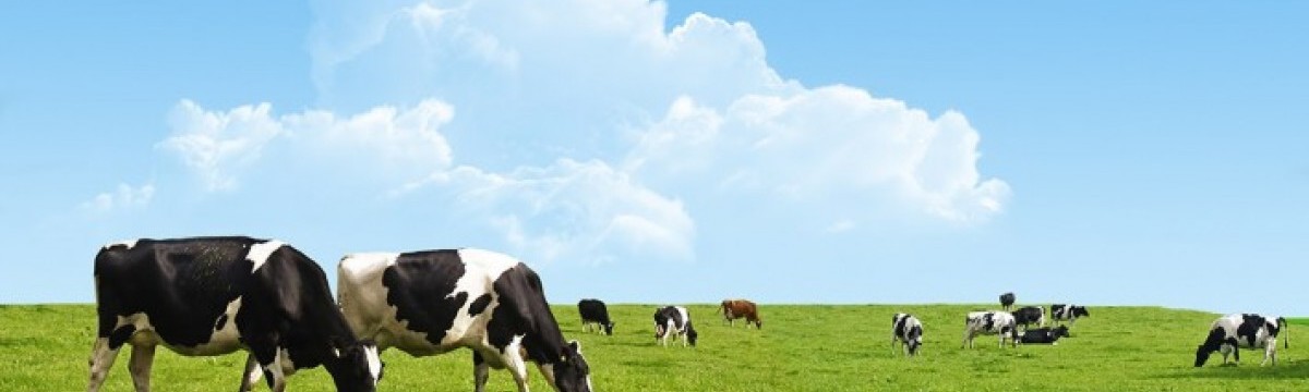 Pieno ūkiai
